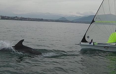 Show de delfines en Cantabria 2