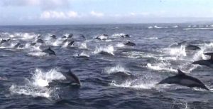 Los mejores lugares para ver cetáceos en libertad de España 3