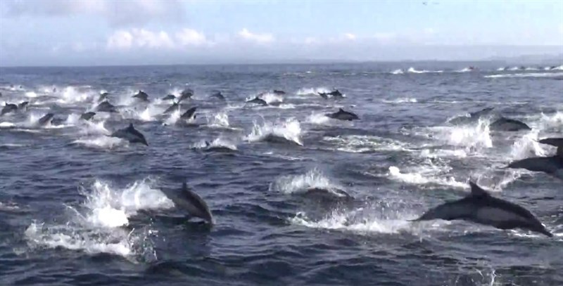 Emboscada a delfines 8