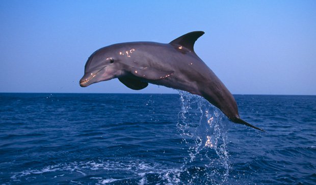 Los mejores lugares para ver cetáceos en libertad de España 10